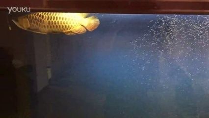 關于24k金龍魚的問題：24k金龍魚壓缸行為24k金龍魚的飼養知識，金龍魚壓缸