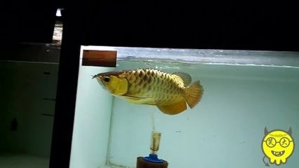 關于24k金龍魚的問題：24k金龍魚壓缸行為24k金龍魚的飼養知識，金龍魚壓缸
