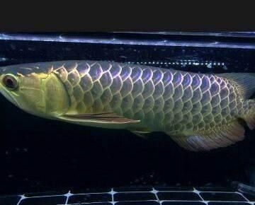 龍魚晚上開燈還是關燈比較好（關于龍魚晚上是開燈還是關燈養的問題并沒有固定的答案）