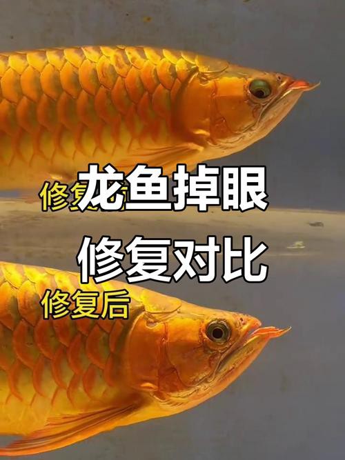 小龍魚掉眼最簡(jiǎn)單的恢復(fù)方法圖片