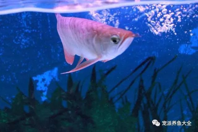 小龍魚掉眼最簡(jiǎn)單的恢復(fù)方法圖片