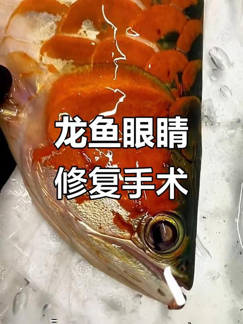 小龍魚掉眼最簡(jiǎn)單的恢復(fù)方法圖片