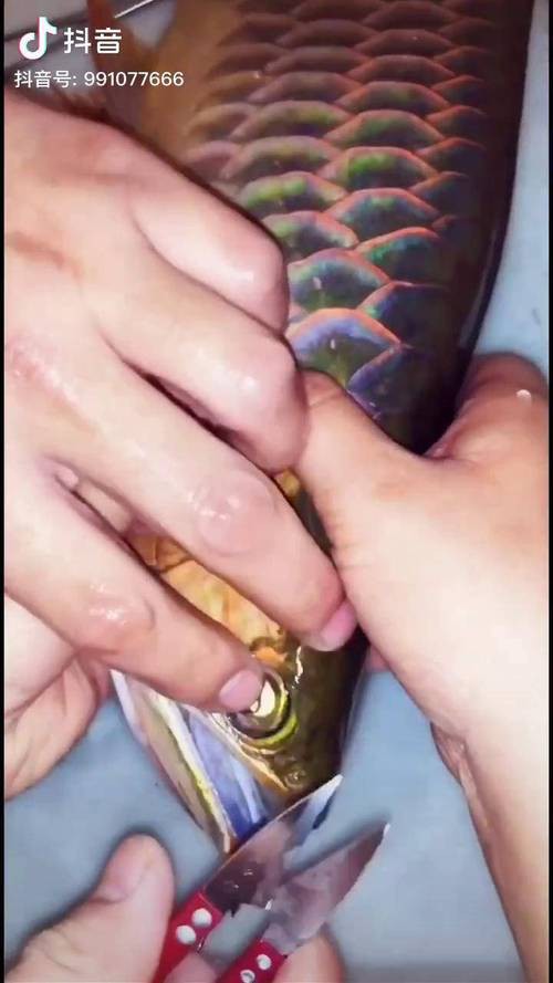 小龍魚掉眼最簡(jiǎn)單的恢復(fù)方法圖片
