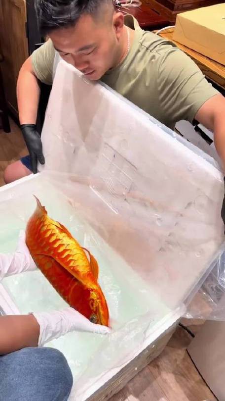 小龍魚掉眼最簡(jiǎn)單的恢復(fù)方法圖片