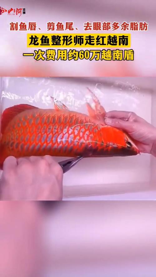 小龍魚掉眼最簡(jiǎn)單的恢復(fù)方法圖片