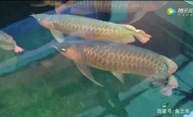 龍魚用打氧氣嗎：關于龍魚是否需要打氧的詳細信息