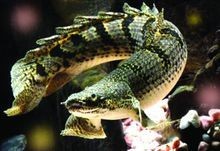 黃金恐龍魚能長多大