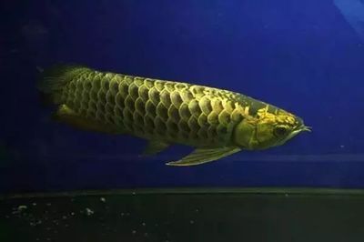 龍魚鑒別要點有哪些:鑒別龍魚的要點 龍魚百科 第5張 龍魚鑒別要點有哪些:鑒別龍魚的要點 龍魚鑒別要點有哪些:鑒別龍魚的要點 龍魚百科 第5張