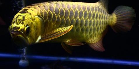 龍魚珠鱗有幾排：過背金龍魚的珠鱗可以亮到第六排，過背金龍魚的珠鱗能亮到第六排