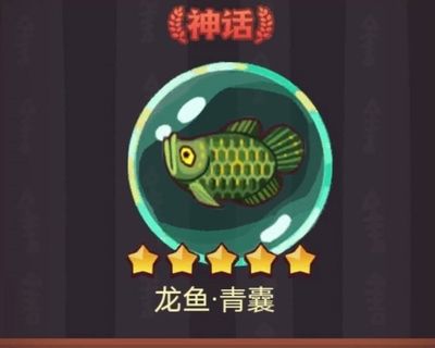 新手龍魚怎么樣才能到品質好：新手如何挑選龍魚