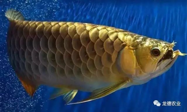 藍寶石龍魚價錢多少（藍寶石龍魚市場價格因地區、大小和健康狀況而異） 藍寶石龍魚價錢多少（藍寶石龍魚市場價格因地區、大小和健康狀況而異） 龍魚百科 第5張