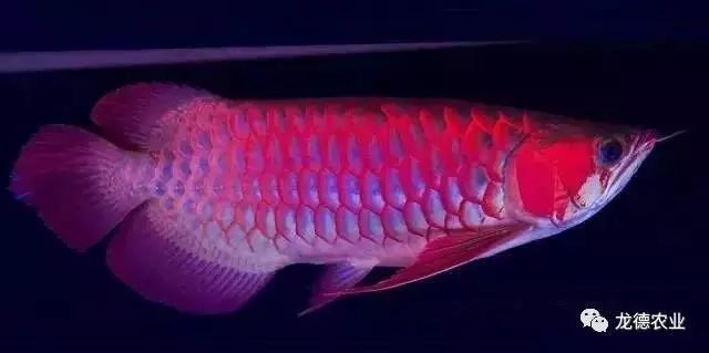 藍寶石龍魚價錢多少（藍寶石龍魚市場價格因地區、大小和健康狀況而異） 藍寶石龍魚價錢多少（藍寶石龍魚市場價格因地區、大小和健康狀況而異） 龍魚百科 第4張