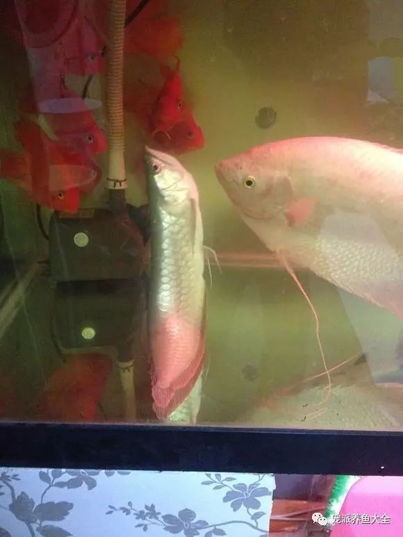 龍魚背高起來是怎么回事啊