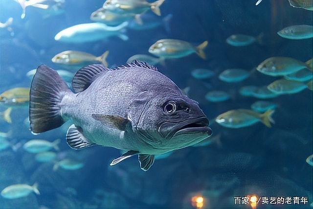 龍魚背高起來是怎么回事啊