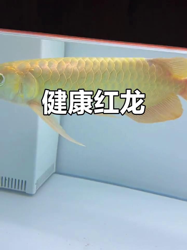 給我推薦一些紅龍魚視頻資源