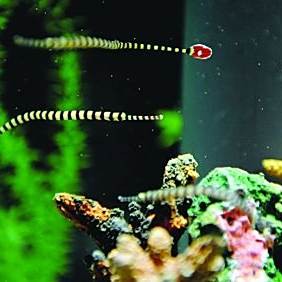 海龍魚好養(yǎng)嗎能長多大