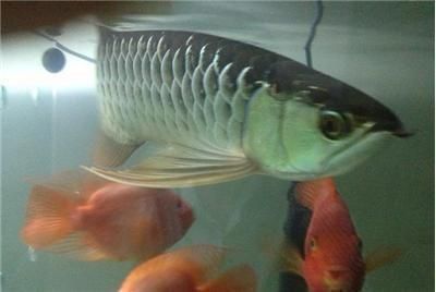 龍魚白毛病怎么引起的：金龍魚白毛病怎么治療龍魚白毛病的預(yù)防和治療方法 龍魚白毛病怎么引起的：金龍魚白毛病怎么治療龍魚白毛病的預(yù)防和治療方法 龍魚百科 第3張