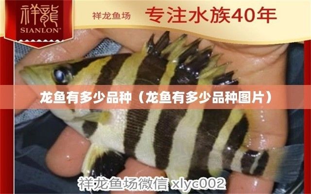 全國最大的龍魚網（全國最大的龍魚網——龍魚之巔） 全國最大的龍魚網（全國最大的龍魚網——龍魚之巔） 龍魚百科 第3張