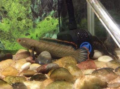 龍魚和雷龍魚哪個(gè)好養(yǎng)一點(diǎn)兒：龍魚和雷龍魚哪個(gè)更好養(yǎng)