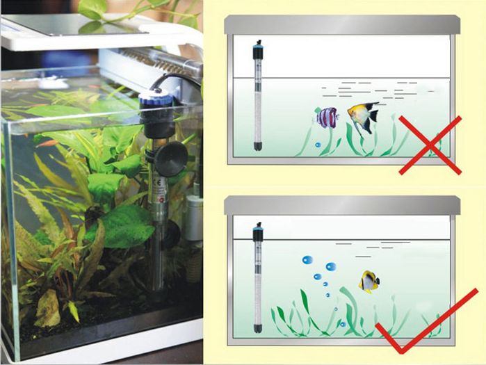 龍魚爛尾巴最簡單治療方法：關于龍魚爛尾巴的最簡單治療方法