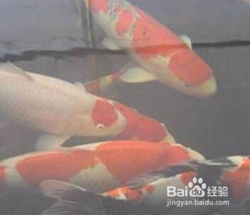 錦鯉怎么分辨公母