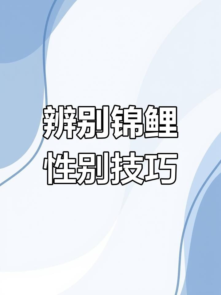 錦鯉怎么分辨公母