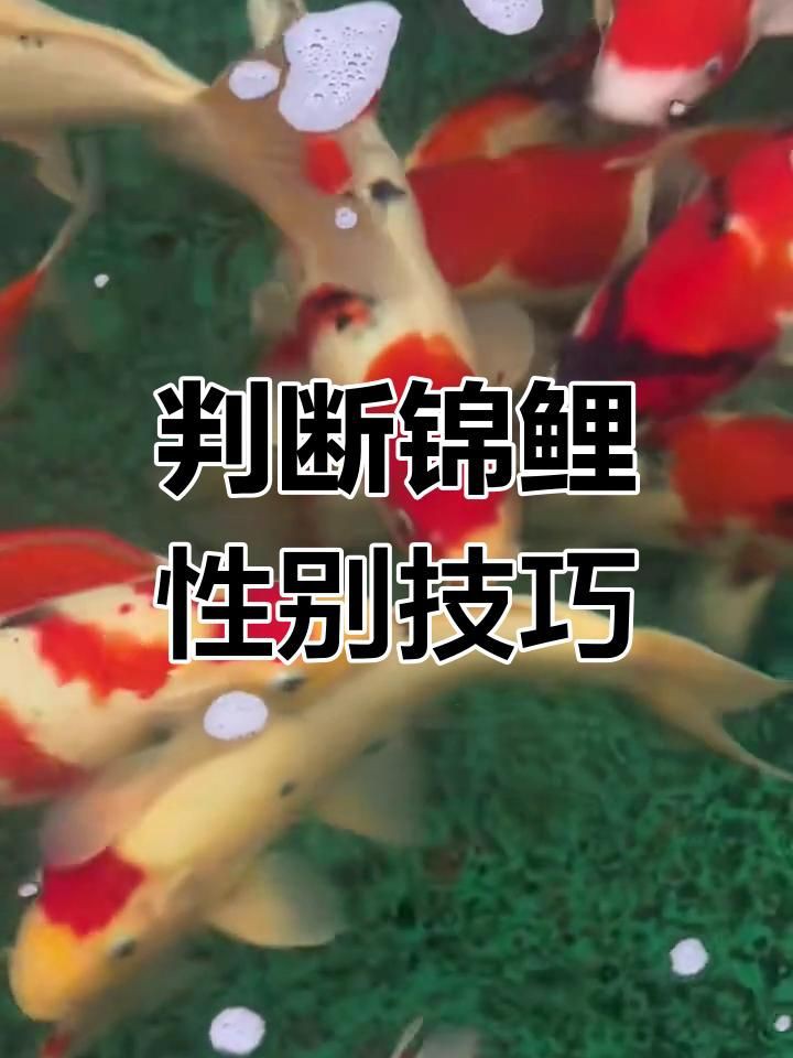 錦鯉怎么分辨公母