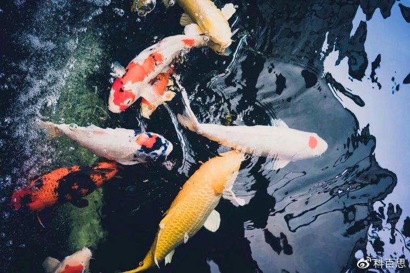 錦鯉怎么分辨公母