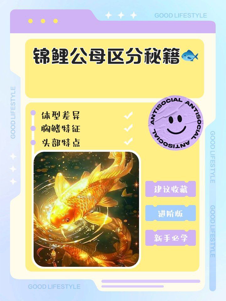 錦鯉怎么分辨公母