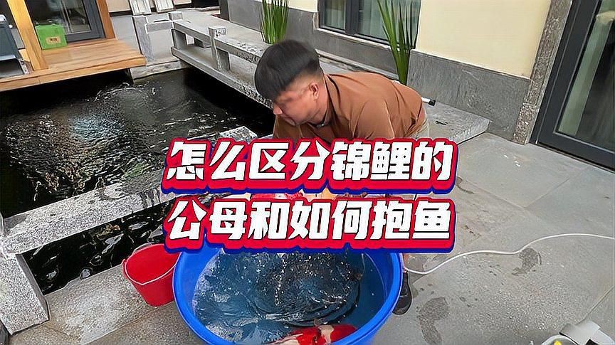 錦鯉怎么分辨公母