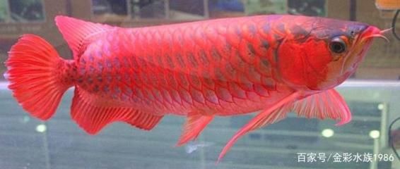 夏季龍魚魚缸降溫的方法：夏季龍魚降溫的方法
