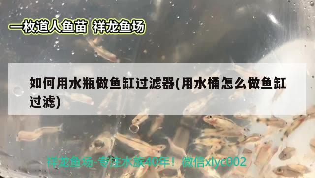 紅龍魚單養還是加配魚混養：紅龍魚單養還是混養好