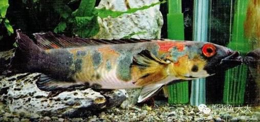 孔雀龍魚品種（孔雀龍魚養護技巧分享）