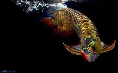 金龍魚和紅龍魚的區別是什么意思：金龍魚和紅龍魚的區別