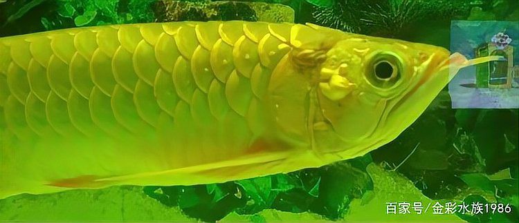 龍魚細(xì)菌感染需要多久治療