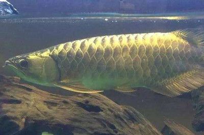 龍魚為什么要掉眼睛：龍魚為什么會掉眼？