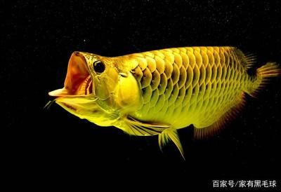 龍魚為什么要掉眼睛：龍魚為什么會掉眼？