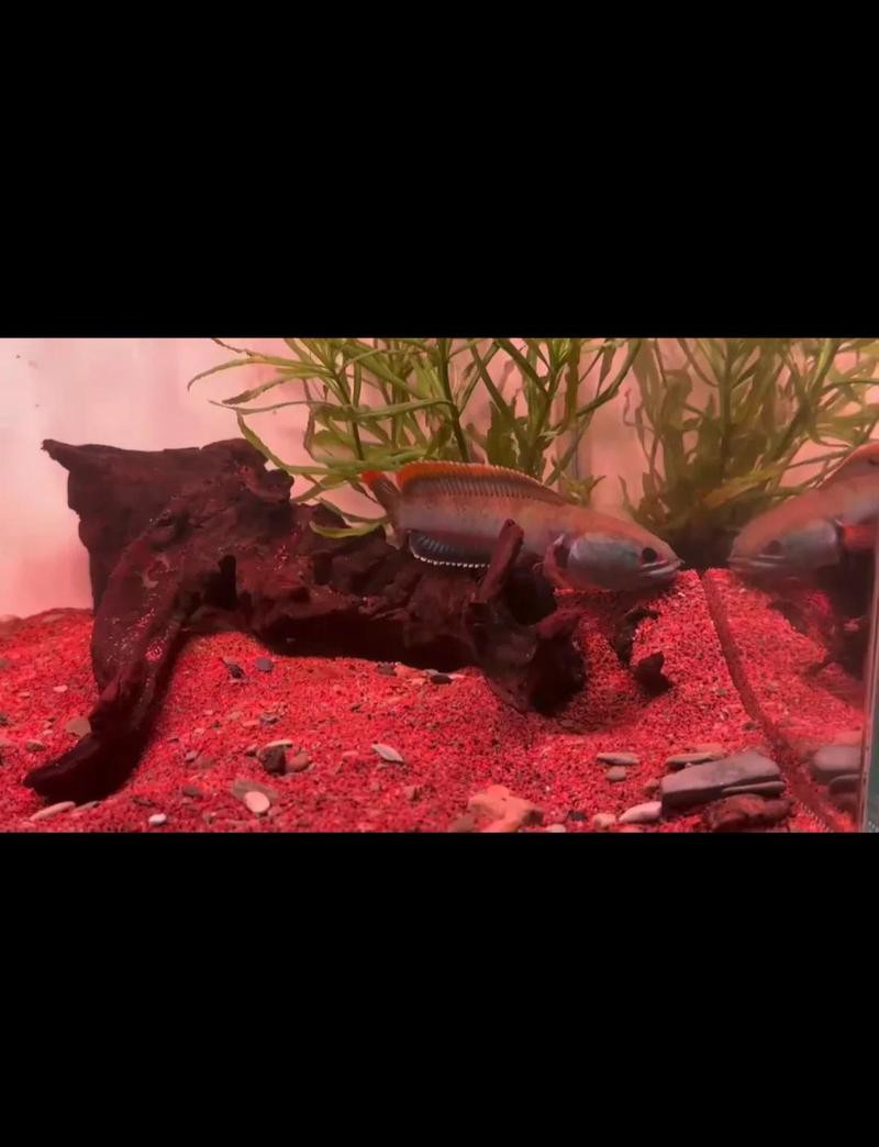 如何改善鬼王雷龍的互動(dòng)性？