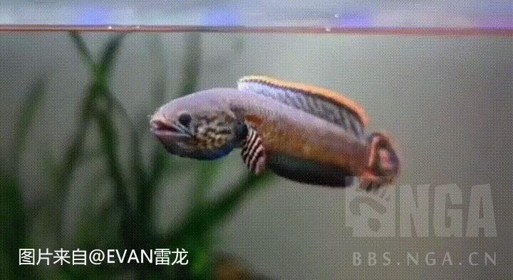 如何改善鬼王雷龍的互動(dòng)性？