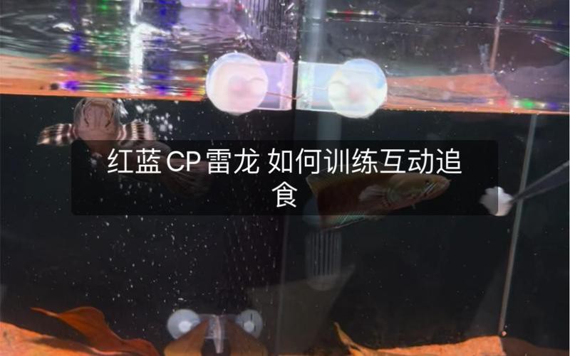 如何改善鬼王雷龍的互動(dòng)性？