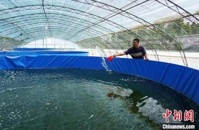 龍魚養殖基地要求多少條魚