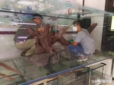 養龍魚需要造景嗎為什么：n草缸養龍魚的注意事項n草缸養龍魚的注意事項