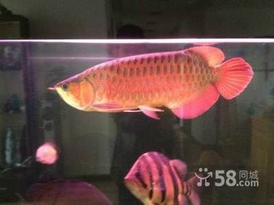 龍魚長到40厘米需要多久（龍魚長到40厘米需要多久龍魚長到40厘米所需的時間）