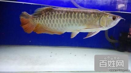 龍魚長到40厘米需要多久（龍魚長到40厘米需要多久龍魚長到40厘米所需的時間） 龍魚長到40厘米需要多久（龍魚長到40厘米需要多久龍魚長到40厘米所需的時間） 龍魚百科 第4張