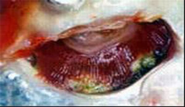 如何判斷龍魚鰓蓋損傷是否感染？