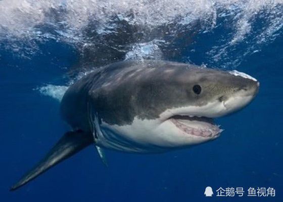鯊魚攻擊數據的統計分析方法，鯊魚攻擊數據分析 鯊魚攻擊數據的統計分析方法，鯊魚攻擊數據分析 龍魚百科 第1張