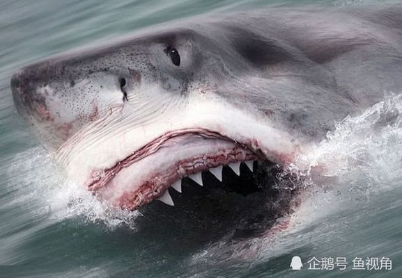 鯊魚攻擊數據的統計分析方法，鯊魚攻擊數據分析 鯊魚攻擊數據的統計分析方法，鯊魚攻擊數據分析 龍魚百科 第2張