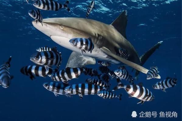 鯊魚攻擊數據的統計分析方法，鯊魚攻擊數據分析 鯊魚攻擊數據的統計分析方法，鯊魚攻擊數據分析 龍魚百科 第3張