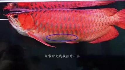 龍魚打側燈是否會導致掉眼：龍魚打側燈會導致掉眼
