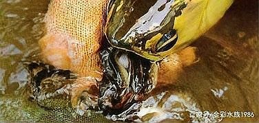 龍魚(yú)產(chǎn)卵后如何處理？